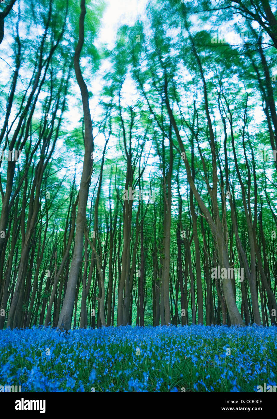 Bluebells tra faggi ondeggianti nel vento. Prima il legno. Somerset. In Inghilterra. Regno Unito. Foto Stock