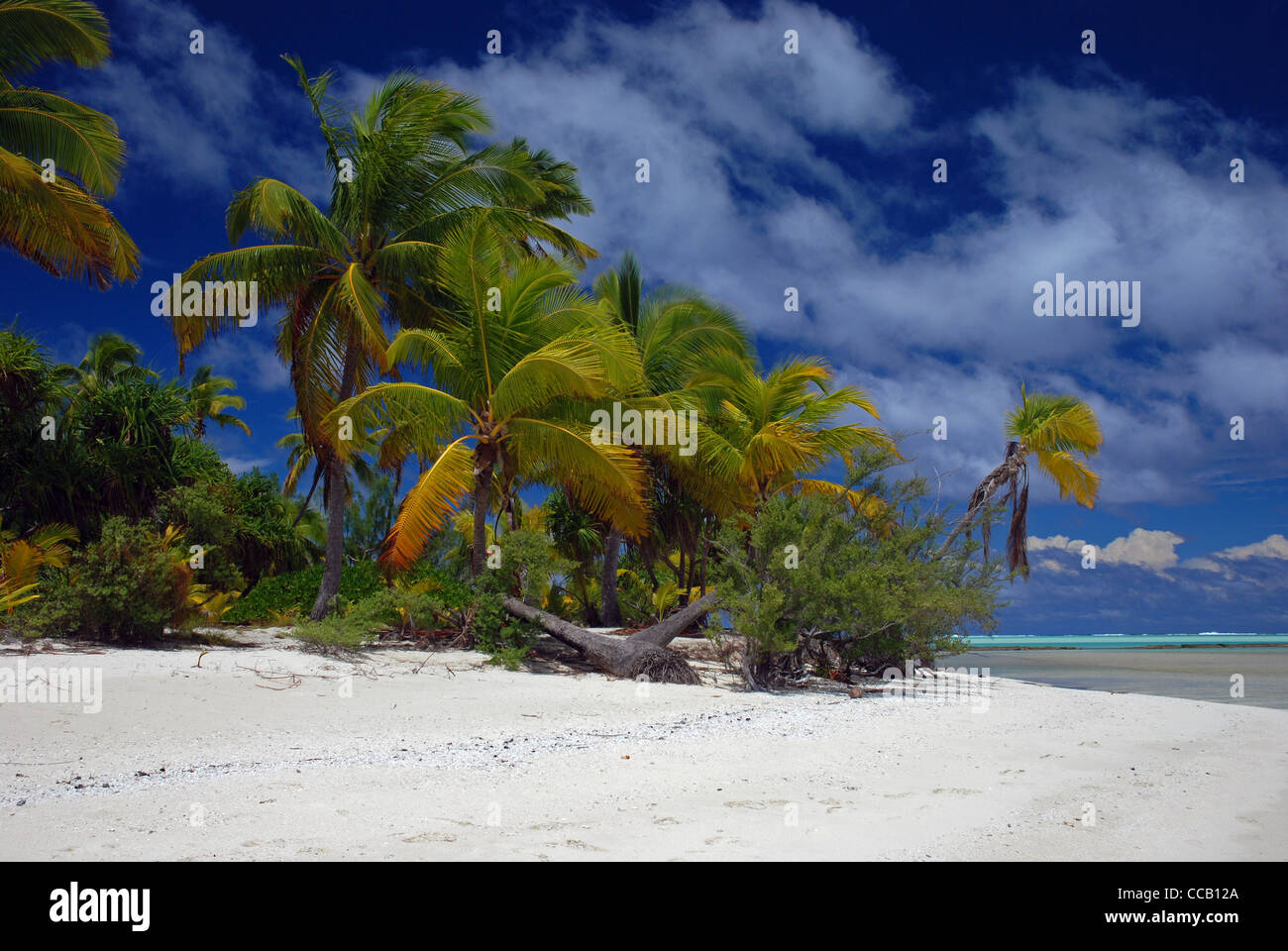 Palme da cocco alberi e spiaggia di sabbia bianca e blu cielo, Tapuaetai isola (un piede island), atollo di Aitutaki, Isole Cook, Foto Stock