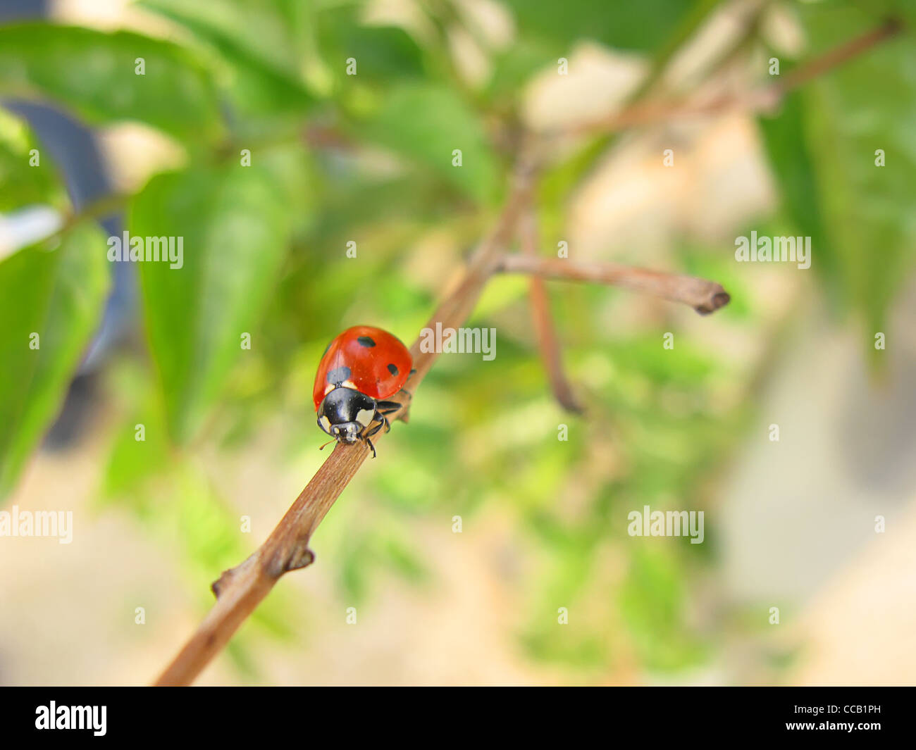 Red Ladybug close-up su foglie verdi Foto Stock