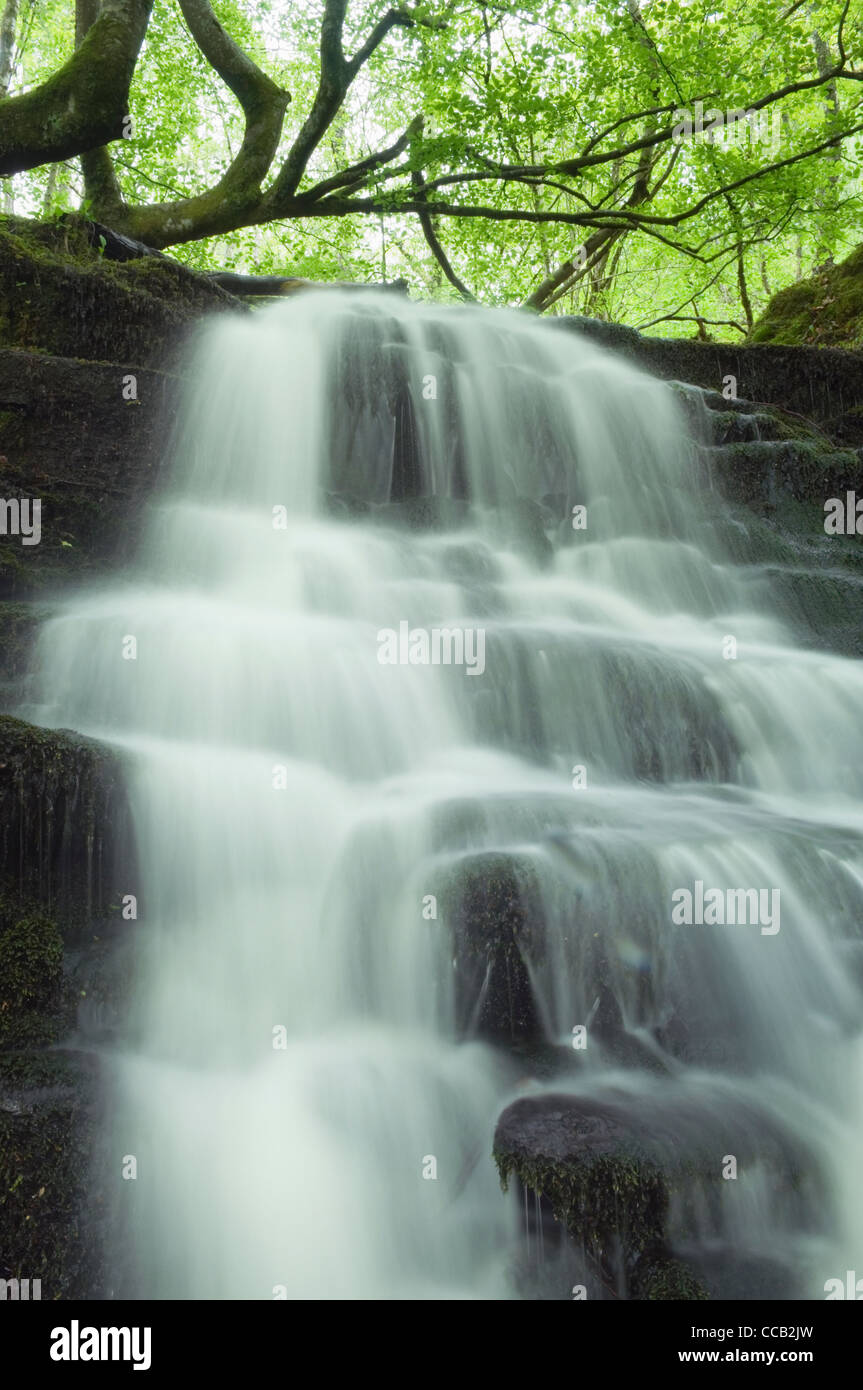 La cascata nel Birks di Aberfeldy, Perthshire Scozia. Foto Stock