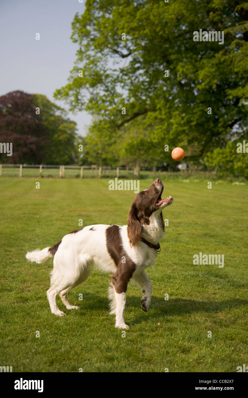 Una Springer Spaniel salta per la cattura di una sfera in campagna di Norfolk Foto Stock