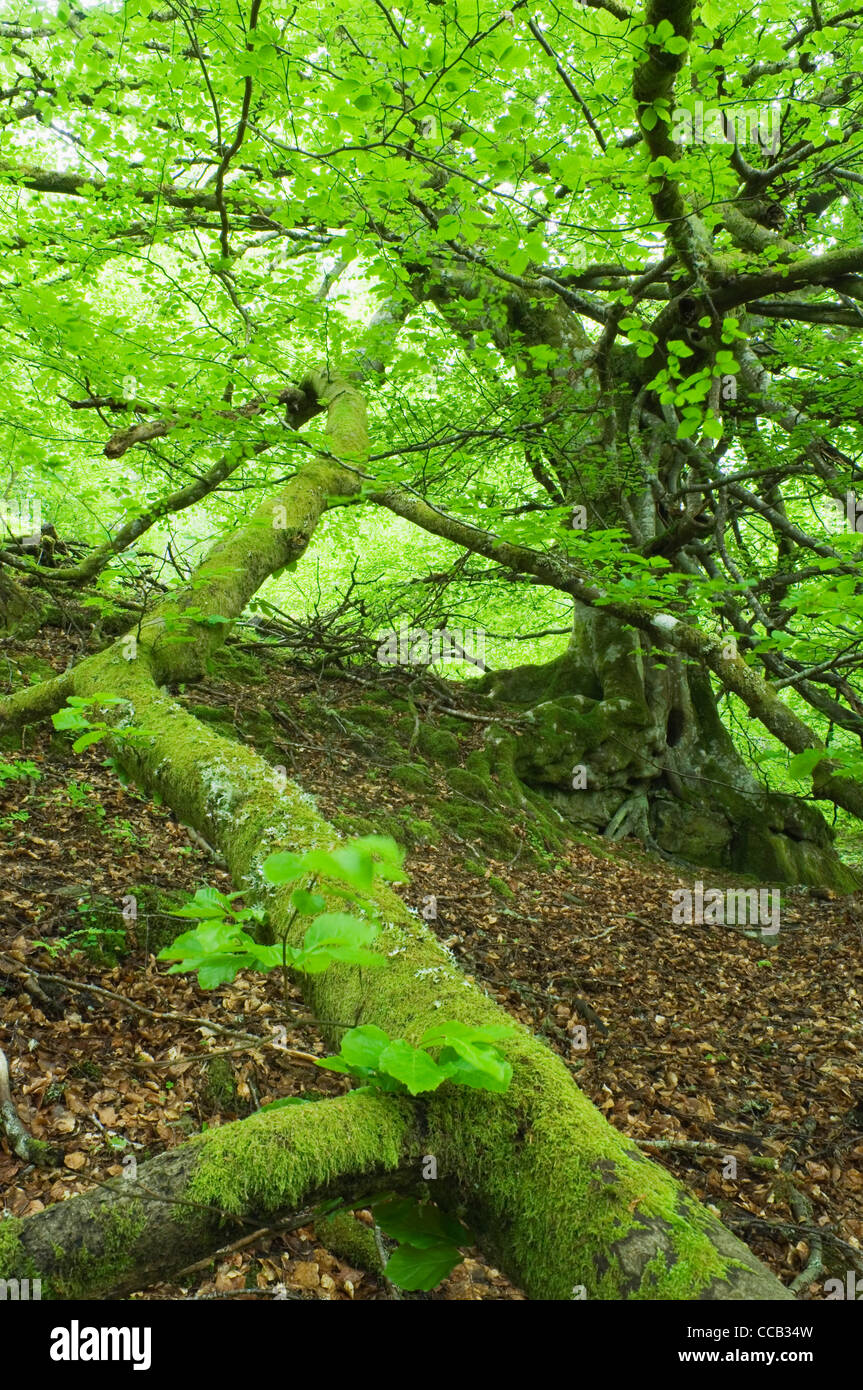 La Birks di Aberfeldy, Perthshire Scozia. Foto Stock