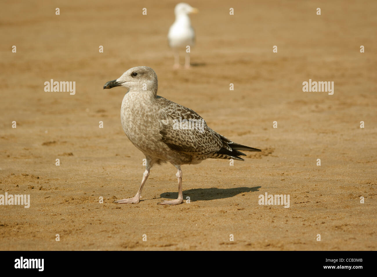 Giovani seagull sulla spiaggia a Woolacombe North Devon, Inghilterra England Regno Unito. Foto Stock