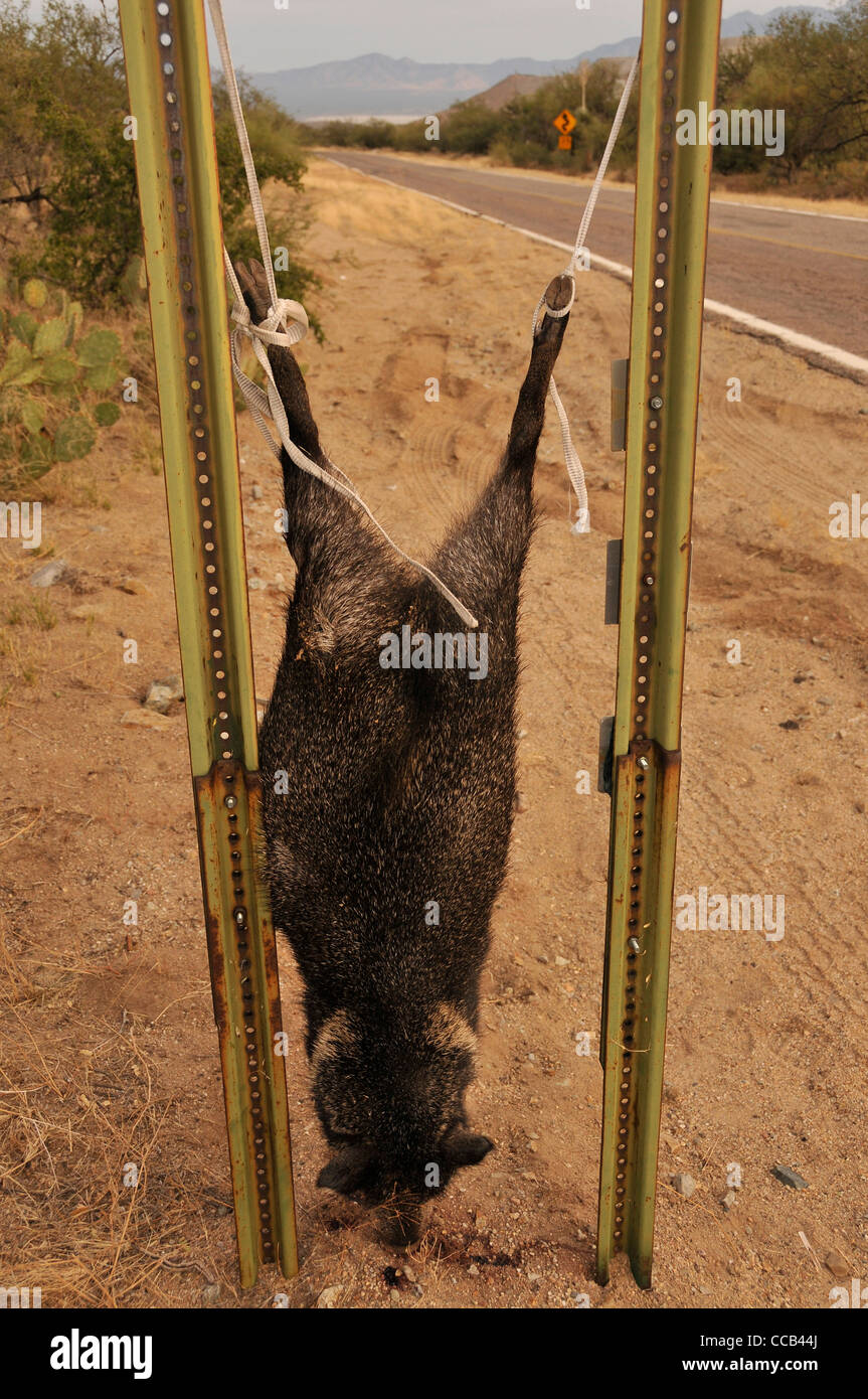 Un morto javelina che era più probabile in camicia al di fuori della stagione di caccia è appeso un cartello nel Deserto di Sonora, Arizona, Stati Uniti. Foto Stock