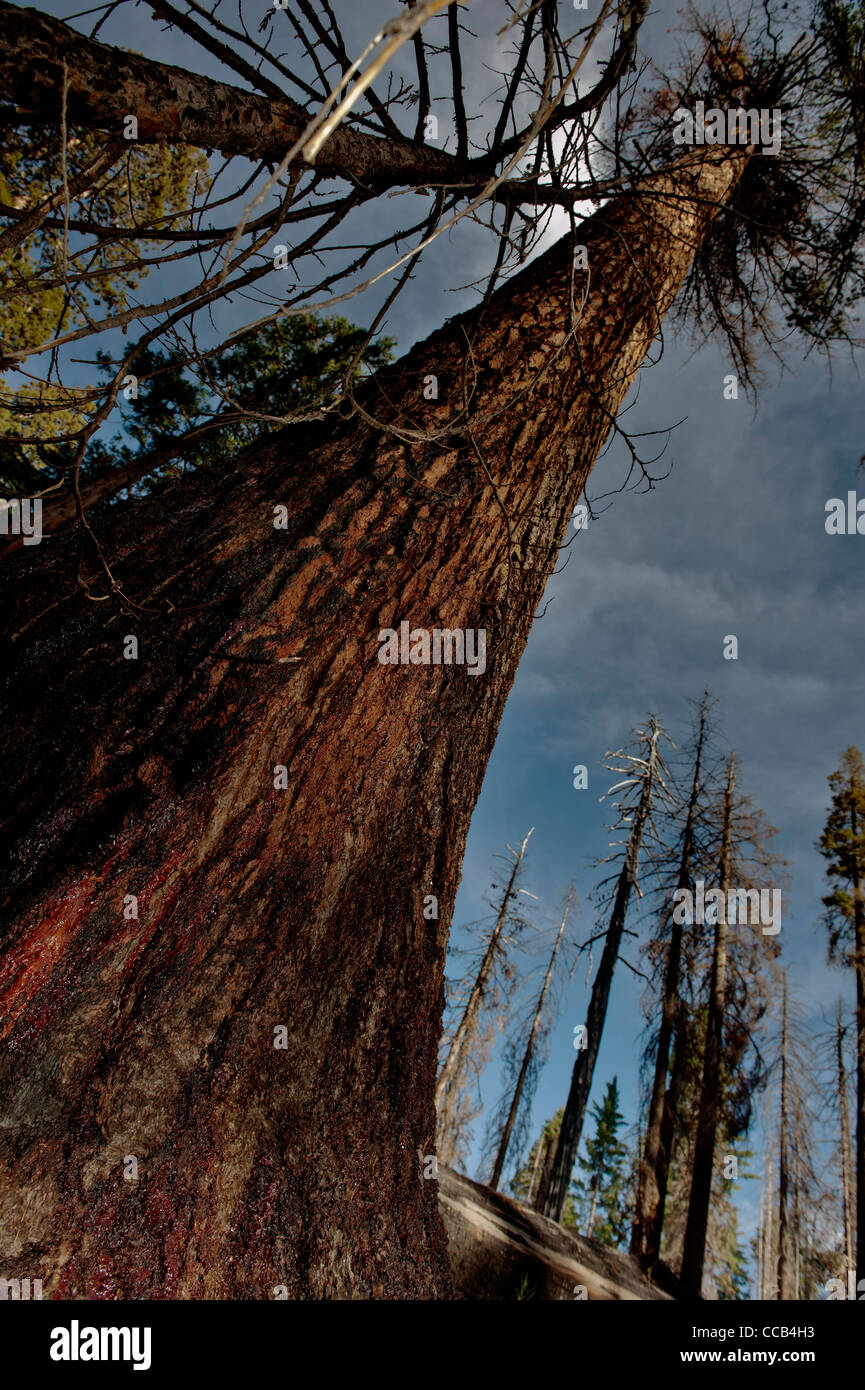 Mariposa Grove. Gigante boschetti Sequlia. Parco Nazionale di Yosemite. In California. Stati Uniti d'America Foto Stock