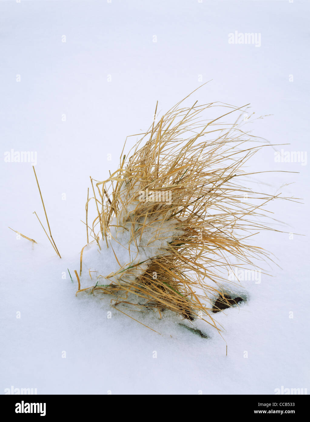 Erba nella neve d'inverno Foto Stock
