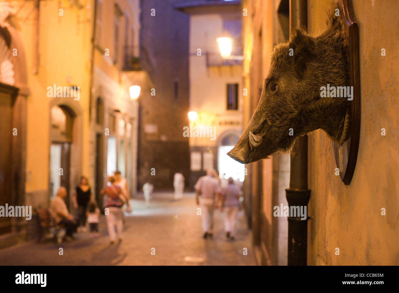 Un boars head bloccata ad una parete. Orvieto, Italia. Foto Stock