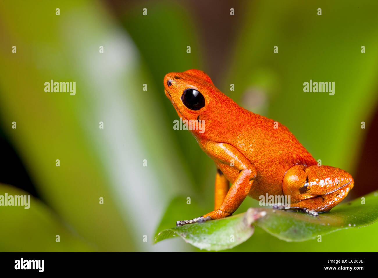Rana di veleno arancione animali velenosi della foresta di pioggia panama terrarium pet dai colori intensi anfibi tropicali Foto Stock
