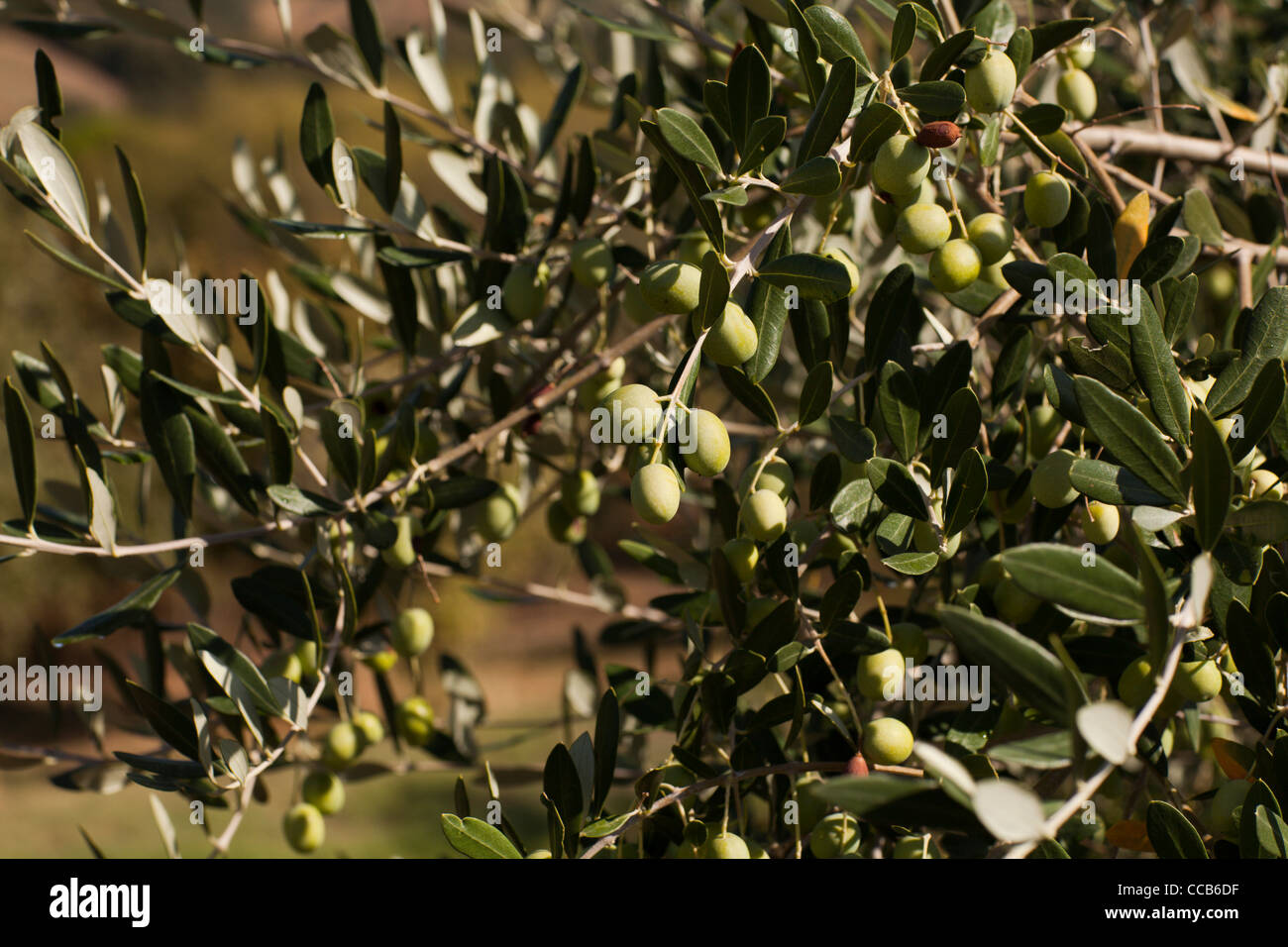 Le olive coltivate in prossimità di Marsciano, Umbria, Italia. Foto Stock