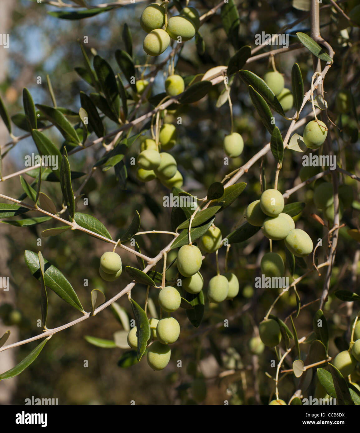 Le olive coltivate in prossimità di Marsciano, Umbria, Italia. Foto Stock