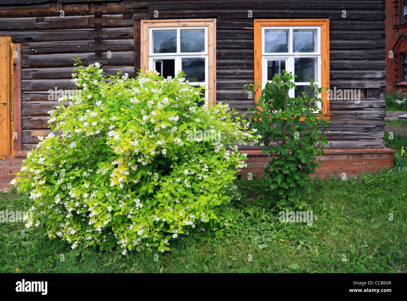 Fioritura bush vicino alla parete della costruzione in legno Foto Stock