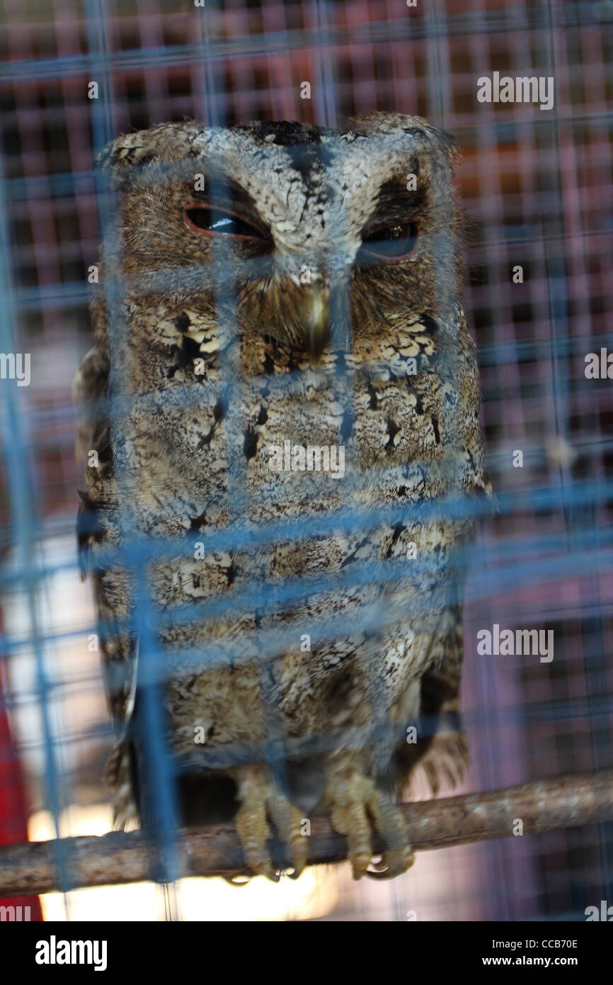 Caged owl bird market Yogyakarta Indonesia Foto Stock