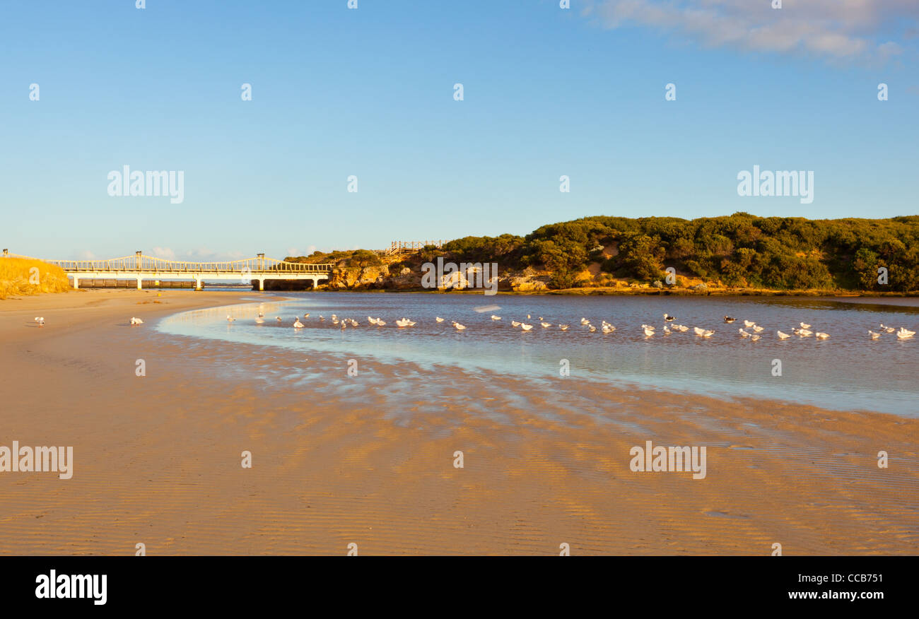 Argento gabbiani (Larus nouvaehollandiae) e Pacific gabbiani (Larus pacificus) presso la foce del fiume Merri a Warnambool, Great Ocean Road, Victoria Foto Stock