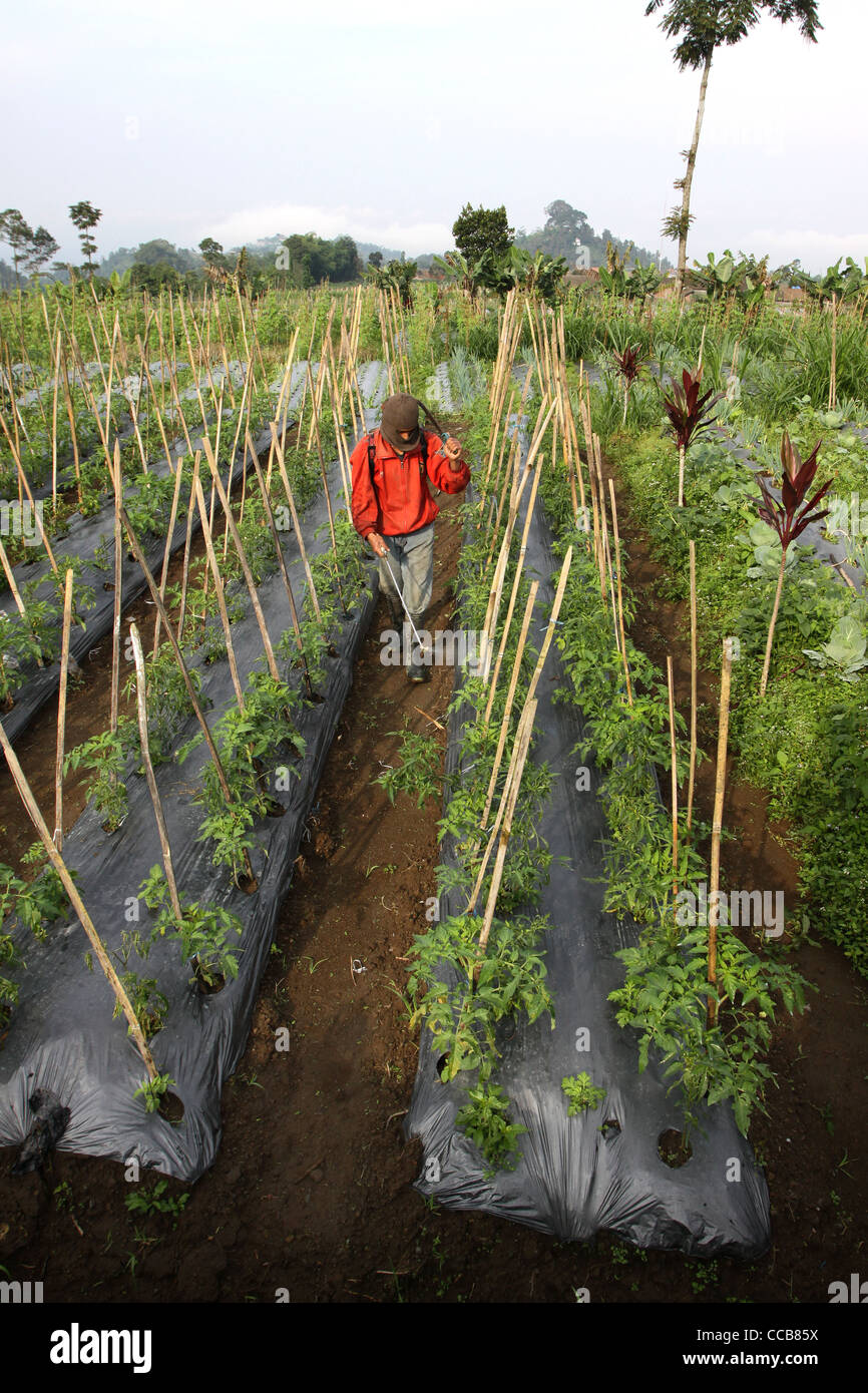Agricoltore la spruzzatura di pesticidi di campi di fattoria Yogyakarta Indonesia Foto Stock