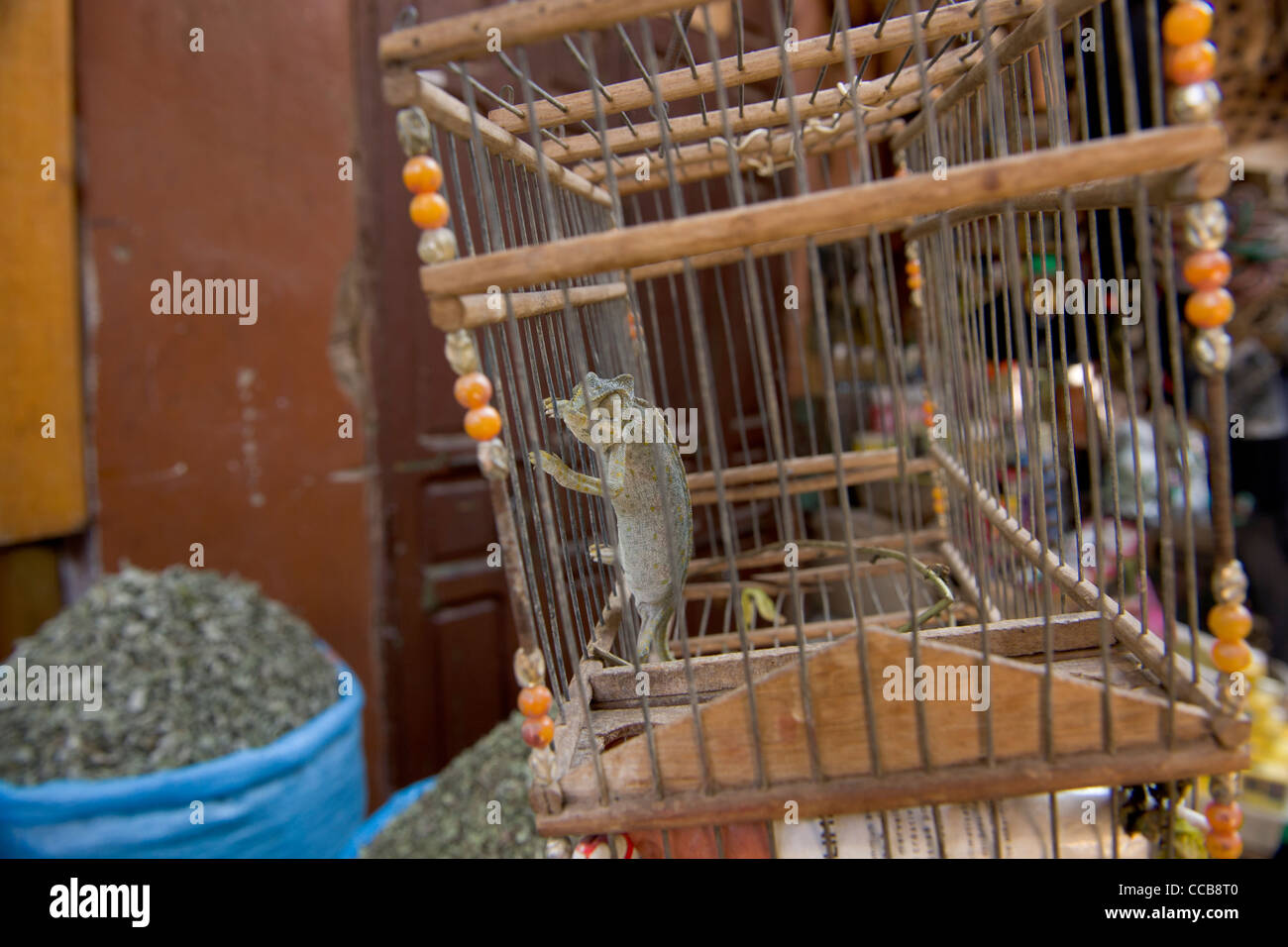Camaleonte comune (Chamaeleo chamaeleon) in una gabbia nel mercato delle spezie del souk di Marrakech, Marocco Foto Stock