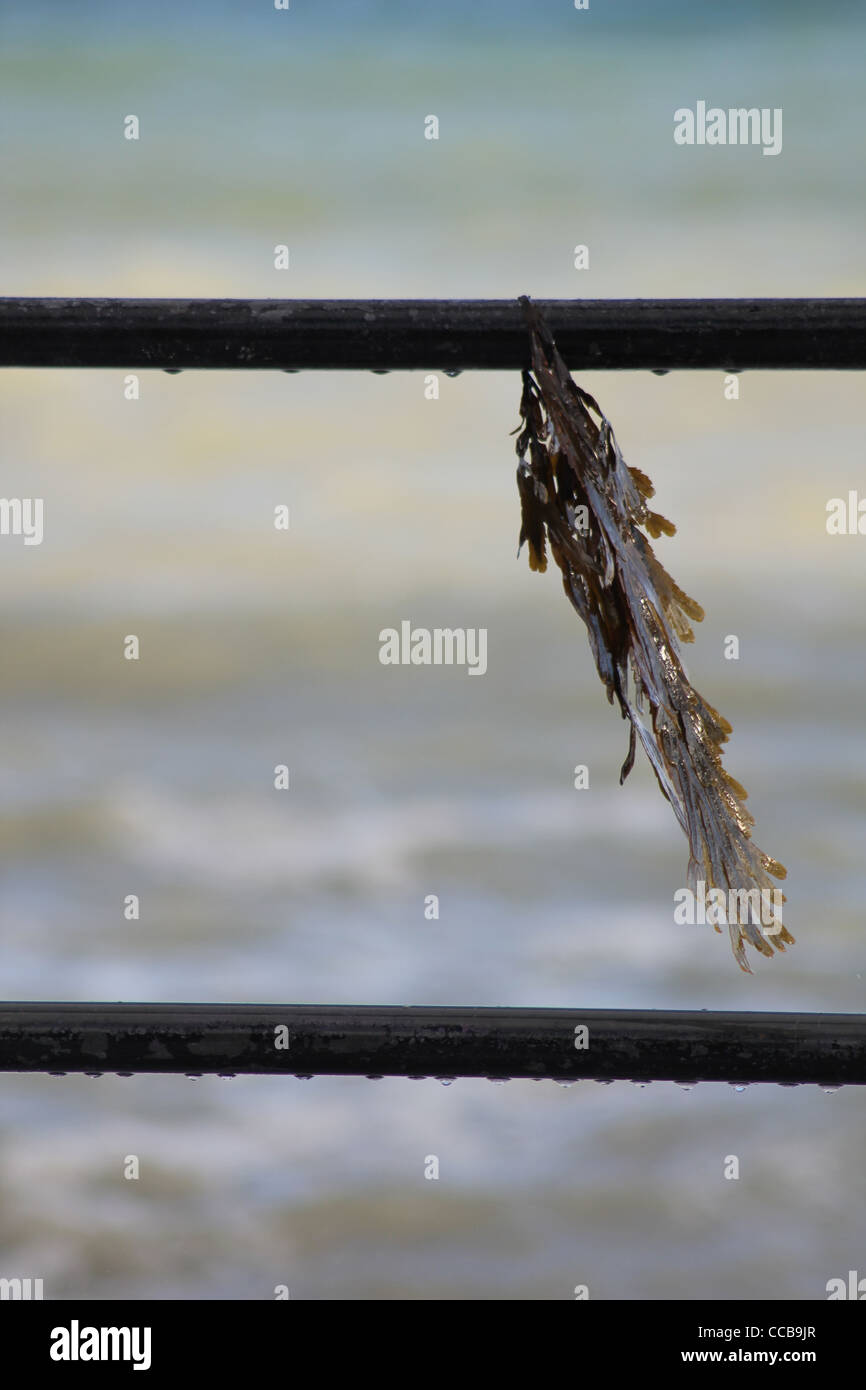 Un pezzo di alghe (Mare Wrack) è lasciato al vento dopo essere stata lanciata su una ringhiera dal mare in tempesta. Foto Stock