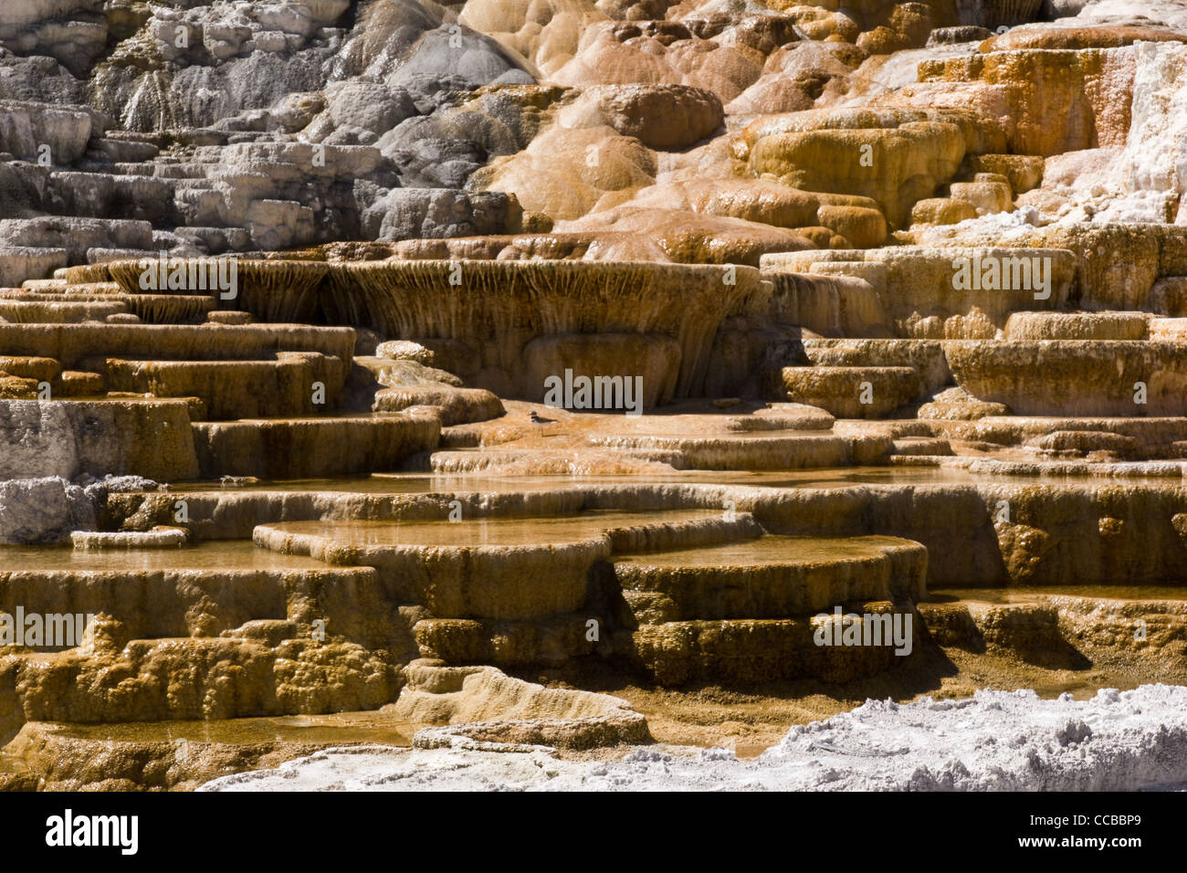 Parte dei terrazzamenti ricavati da attività geotermica. Foto Stock