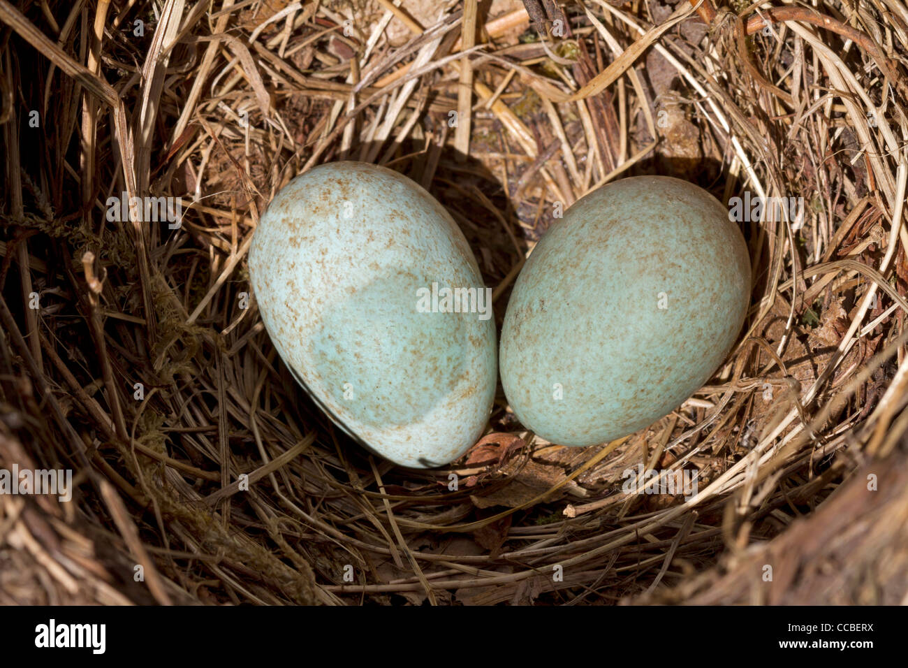 Uova di uccello in un nido Foto Stock