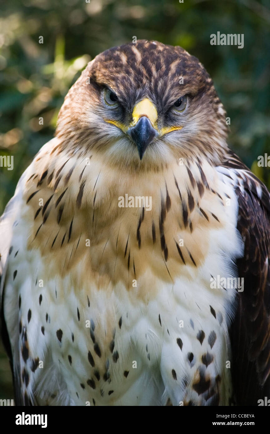 La poiana o Buteo buteo, uccello da preda, seduti all'ombra di un albero Foto Stock