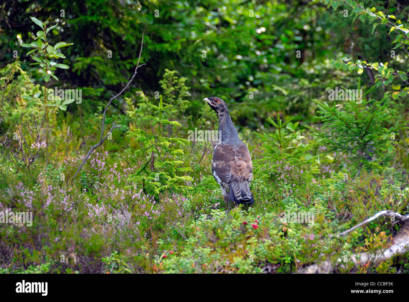 Gallo cedrone, Savo meridionale, la Finlandia, la Scandinavia, Europa Foto Stock