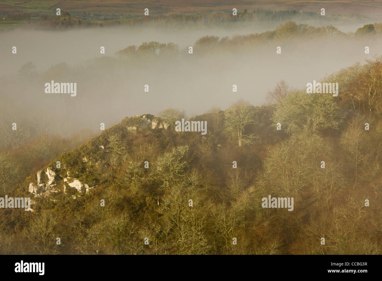 La valle di Teign boschi nella nebbia vicino al Castle Drogo, da Whiddon Deer Park. Teign Valley, Dartmoor. Foto Stock