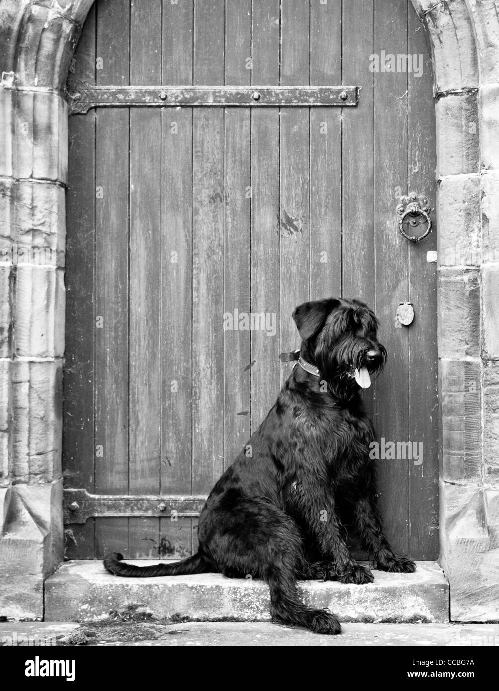 Ritratto di gigante nero e grigio Miniture Schnauzer, presi al di fuori Foto Stock