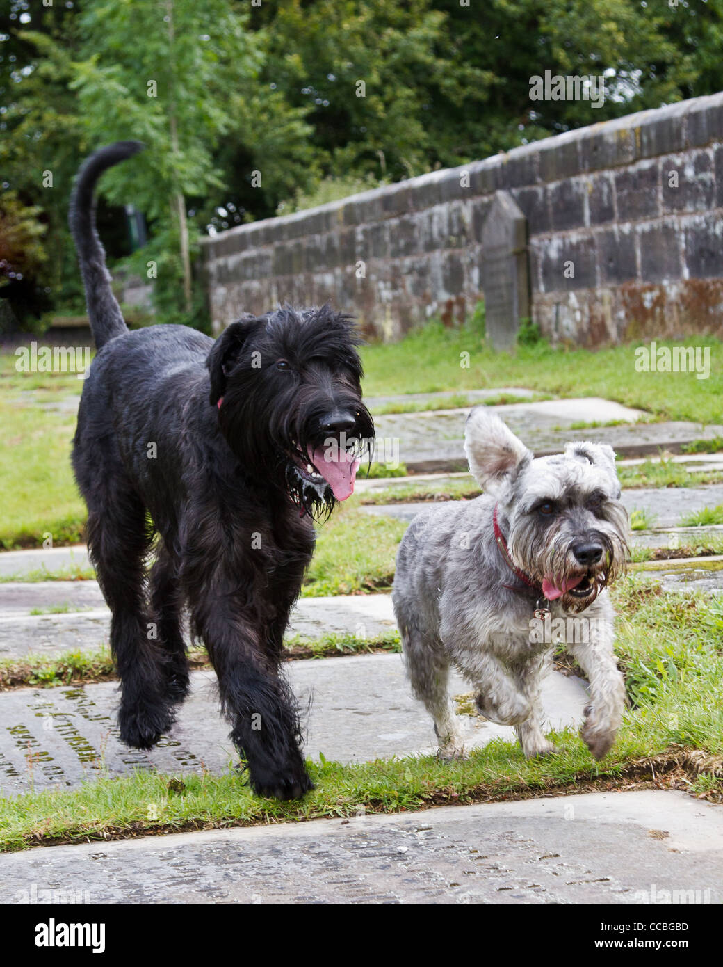 Ritratto di gigante nero e grigio Schnauzer in miniatura, presa all'esterno in esecuzione Foto Stock
