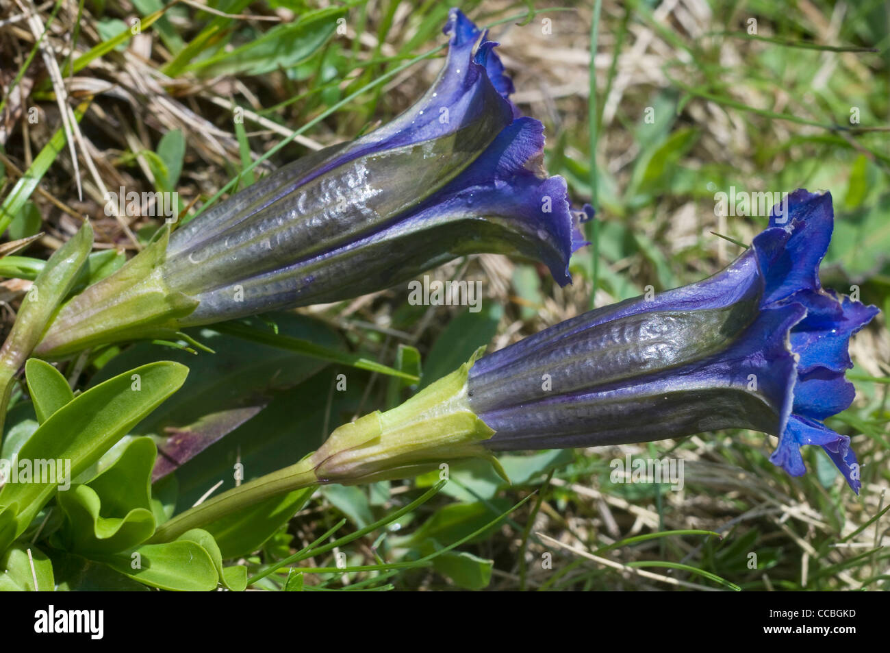 Gentiana acaulis o fiori di Koch, Parco di Paneveggio, Italia Foto Stock