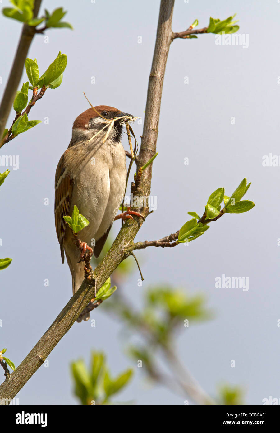 Eurasian Tree Sparrow (Passer montanus) Foto Stock