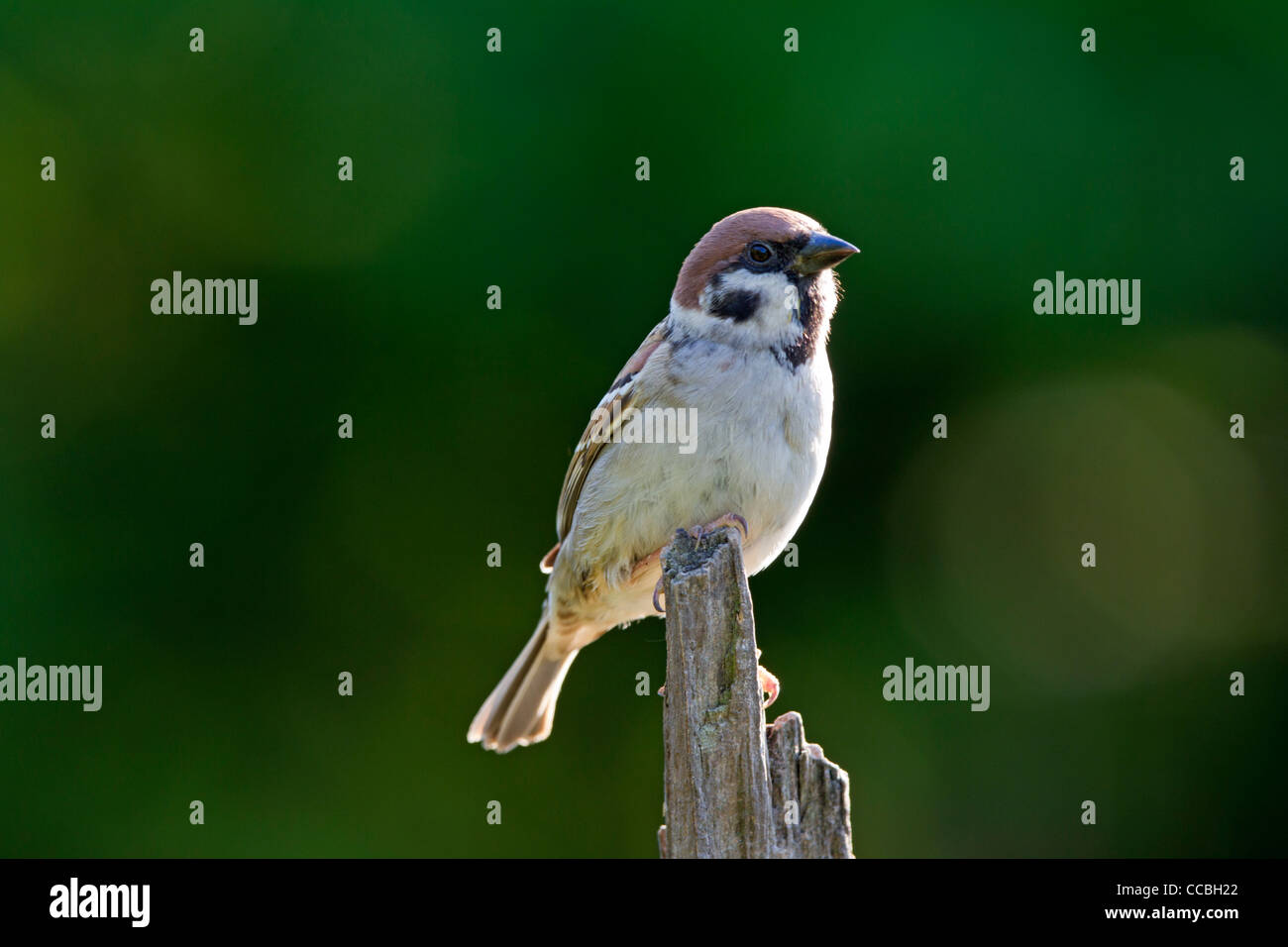 Eurasian Tree Sparrow (Passer montanus) Foto Stock