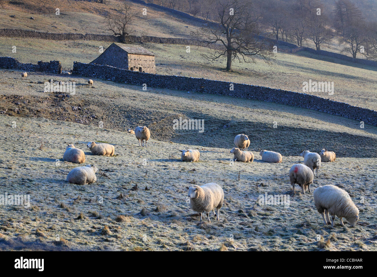 Classico paesaggio invernale nel Yorkshire Dales di Inghilterra Foto Stock