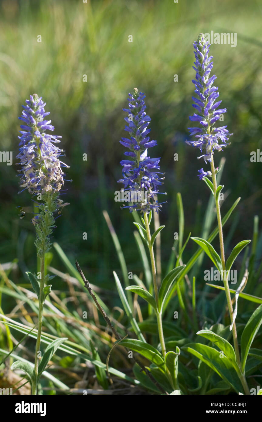 Pseudolysimachion spicatum fiori, Engadina national park, Svizzera Foto Stock