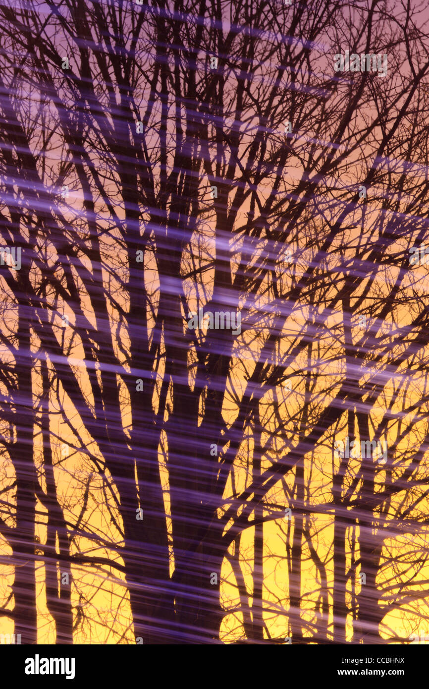 Abstract di alberi riflessa nel serbatoio Fewston con striature o schiuma da flottante Foto Stock