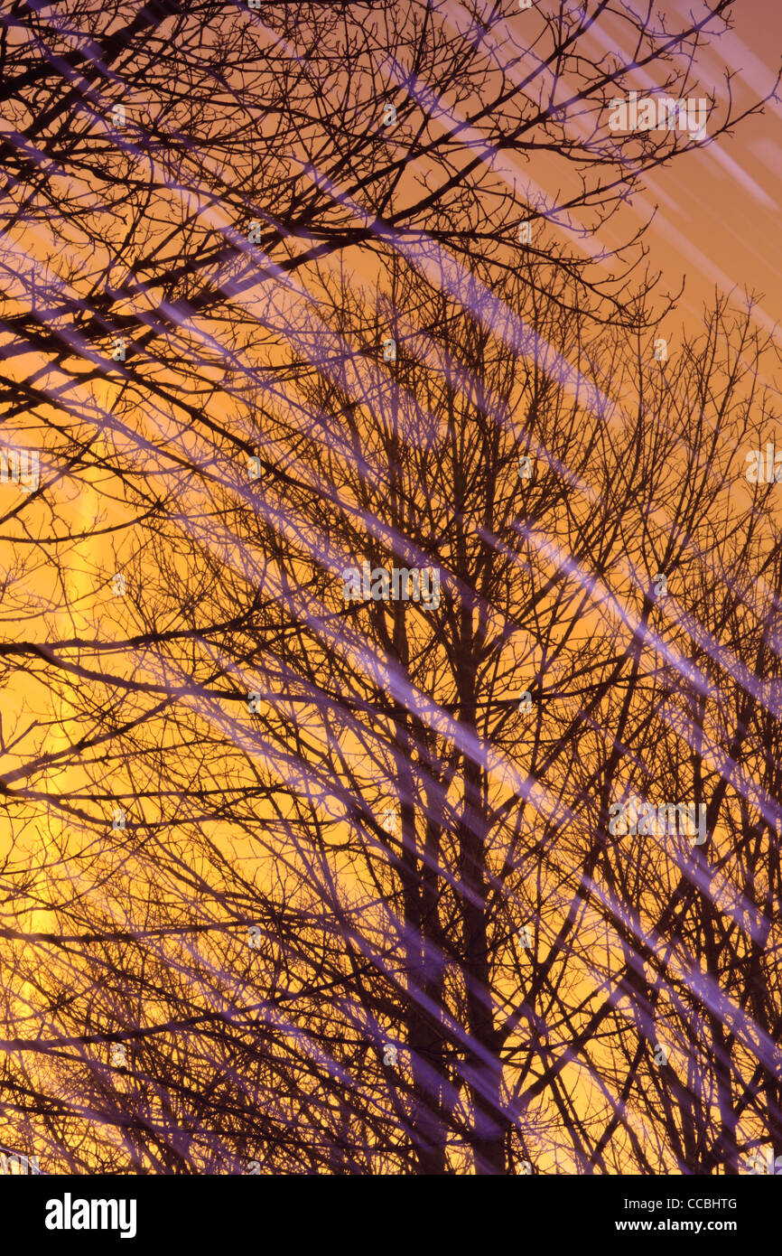 Abstract di alberi riflessa nel serbatoio Fewston con striature o schiuma da flottante Foto Stock