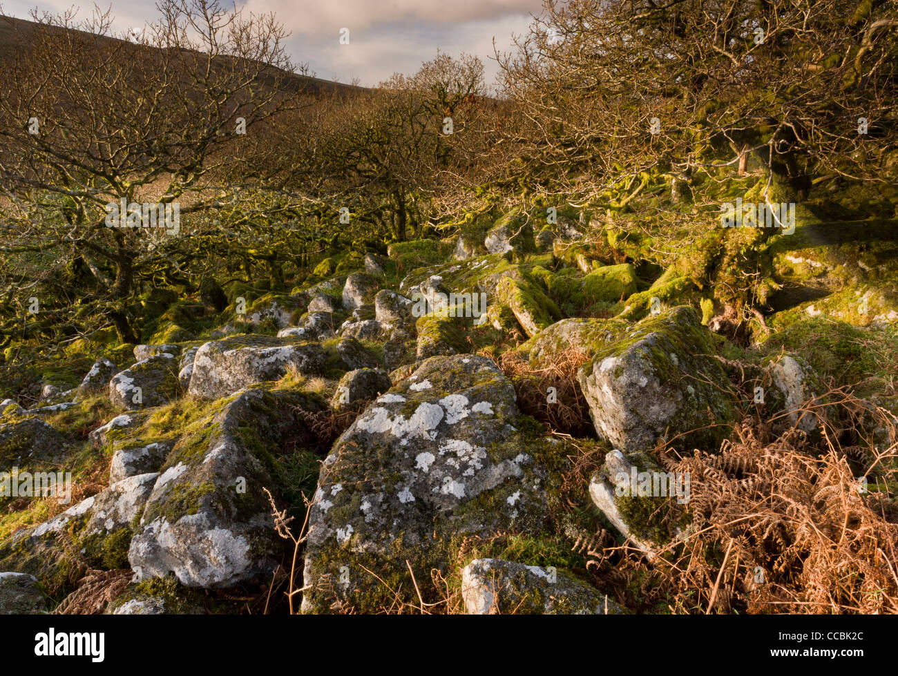 Di granito, clitter Wistman il legno NNR - alta quota comune di bosco di quercia, Dartmoor Devon. L'Inghilterra del equivalente di cloud forest. Foto Stock