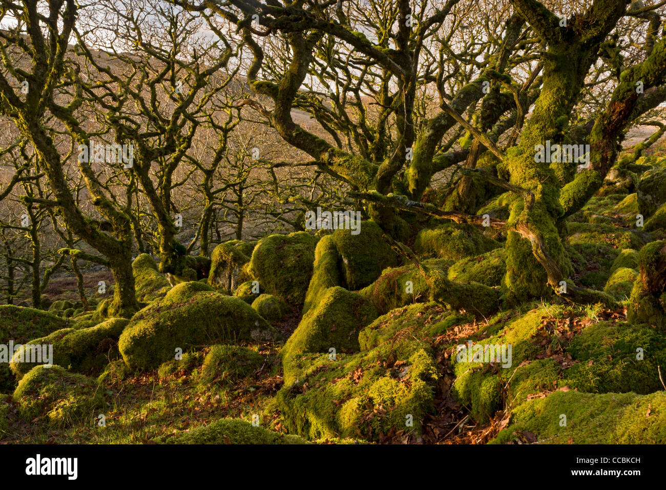 Wistman il legno NNR - alta quota comune di bosco di quercia in inverno sul Dartmoor Devon. L'Inghilterra del equivalente di cloud forest. Foto Stock