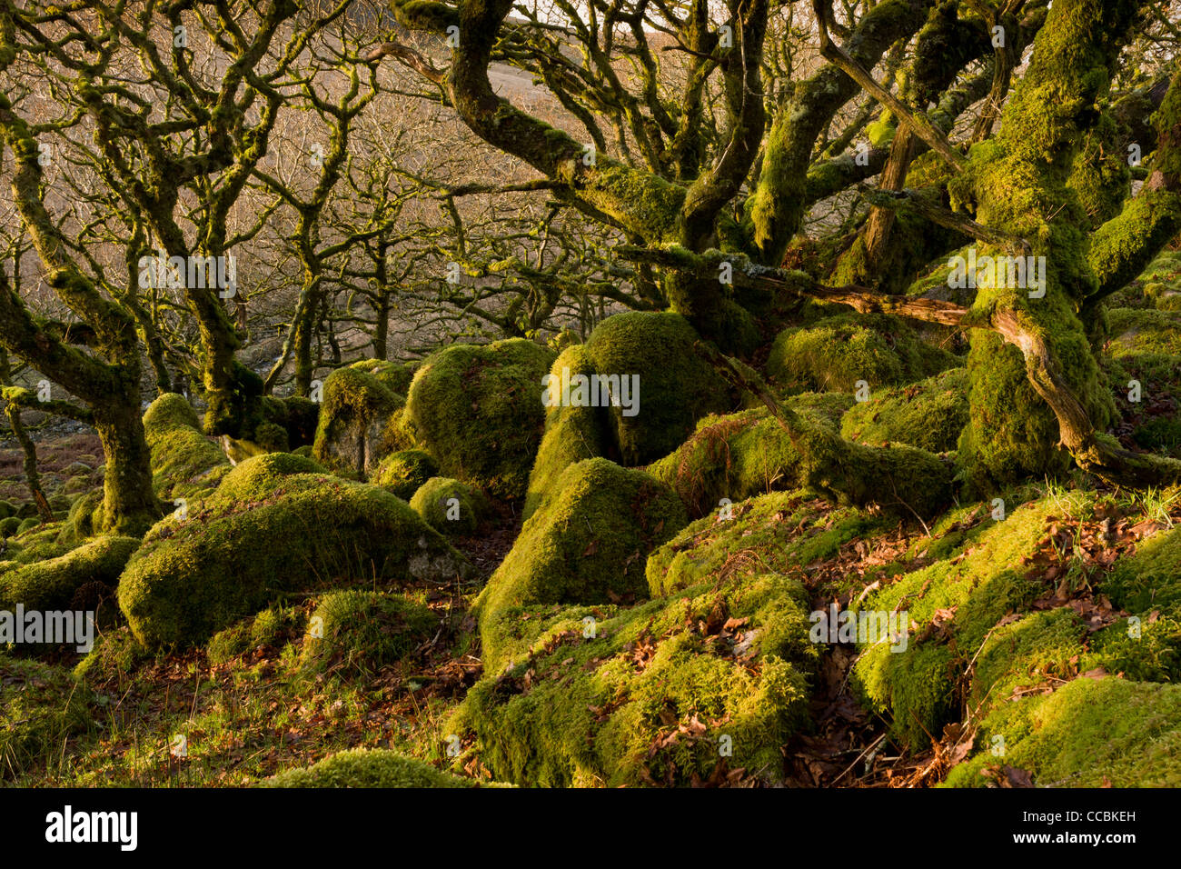Wistman il legno NNR - alta quota comune di bosco di quercia in inverno sul Dartmoor Devon. L'Inghilterra del equivalente di cloud forest. Foto Stock