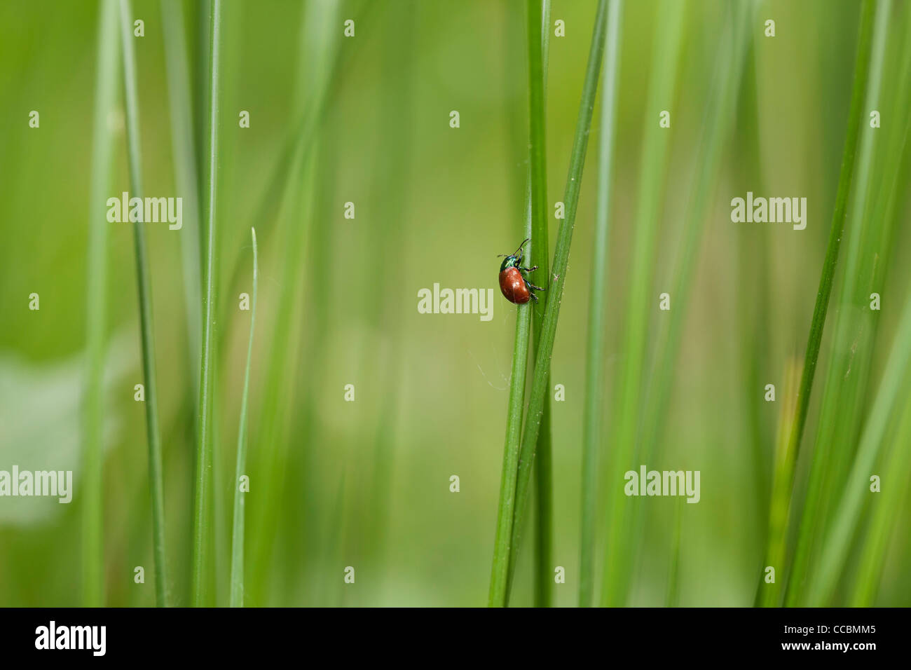 Foglia di pioppo beetle (Chrysomela populi) strisciando sulla lama di erba Foto Stock