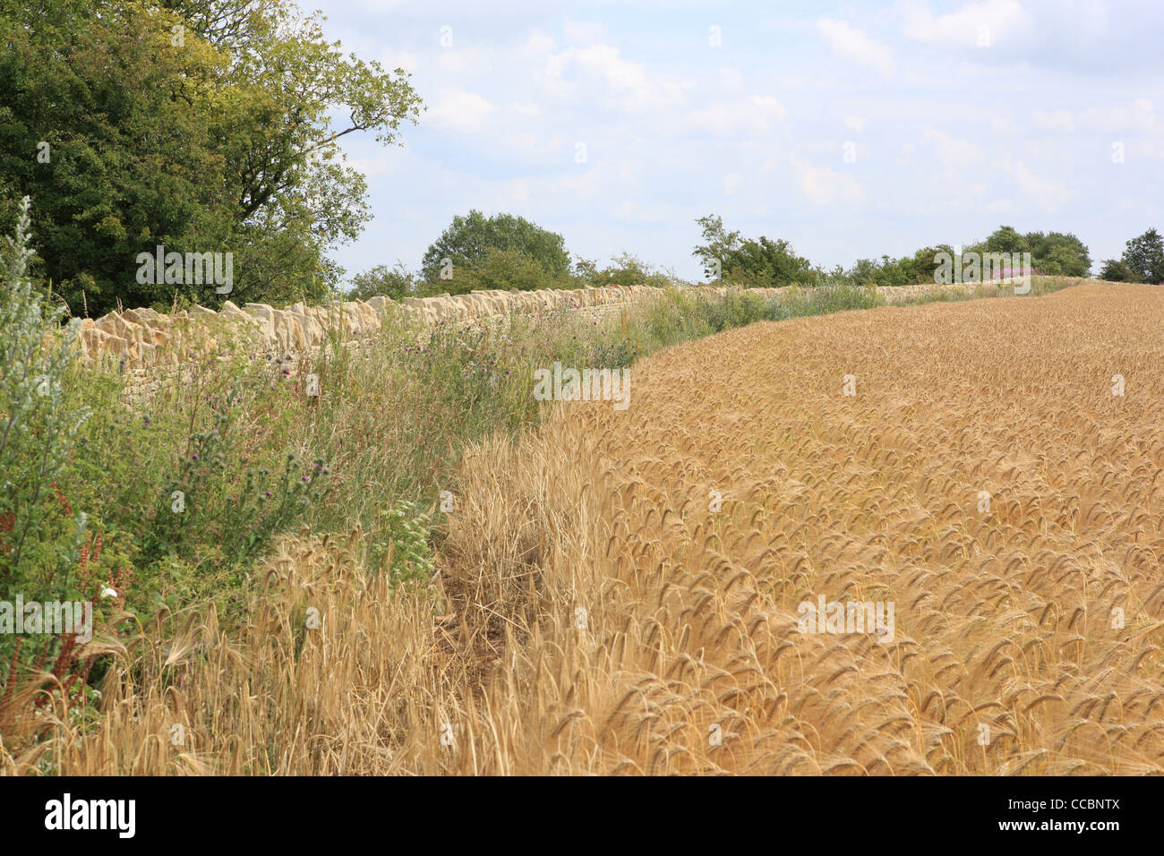Nuovo muro su Leckhampton Hill vicino a Cheltenham Foto Stock