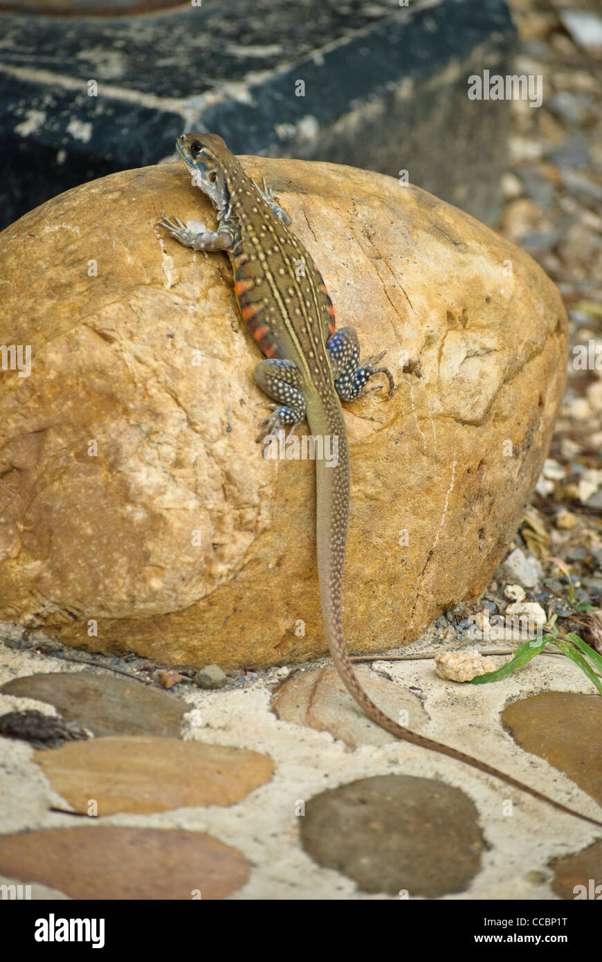 Bell lucertola a farfalla venuta fuori vicino al centro visitatori di Sam Roi Yod National Park Foto Stock