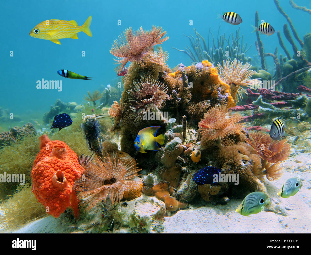 Colorata vita sottomarina con pesci tropicali e un piumino vermi marini nel mar dei Caraibi Foto Stock