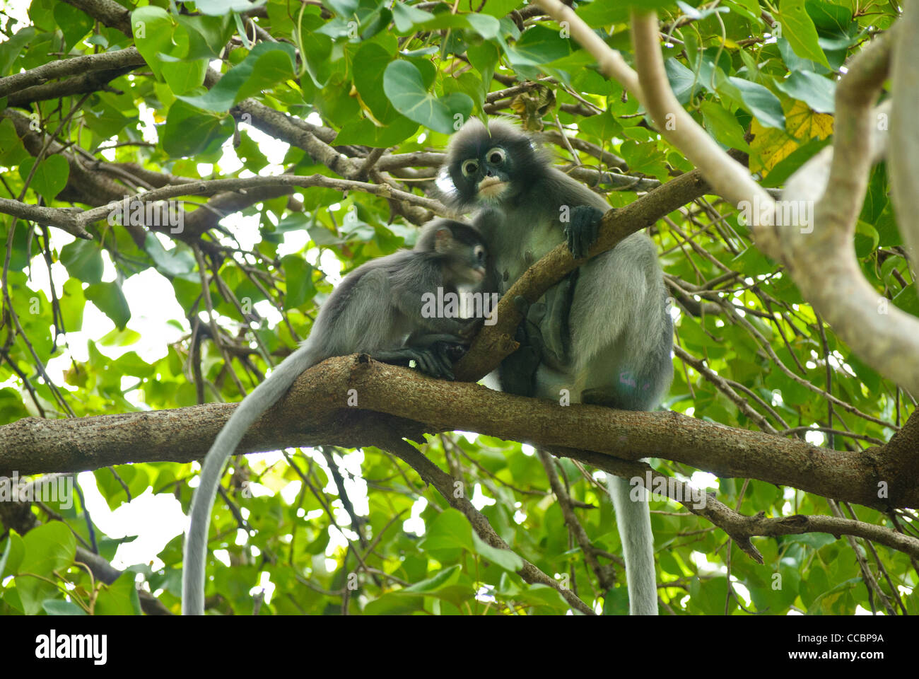 Dusky Langurs spesso visto nella foresta di Sam Roi Yod National Park, Thailandia Foto Stock