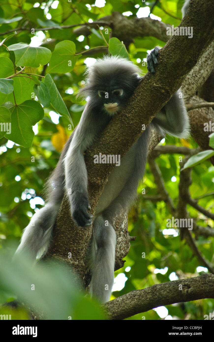 Dusky Langur spesso visto nella foresta di Sam Roi Yod National Park, Thailandia Foto Stock