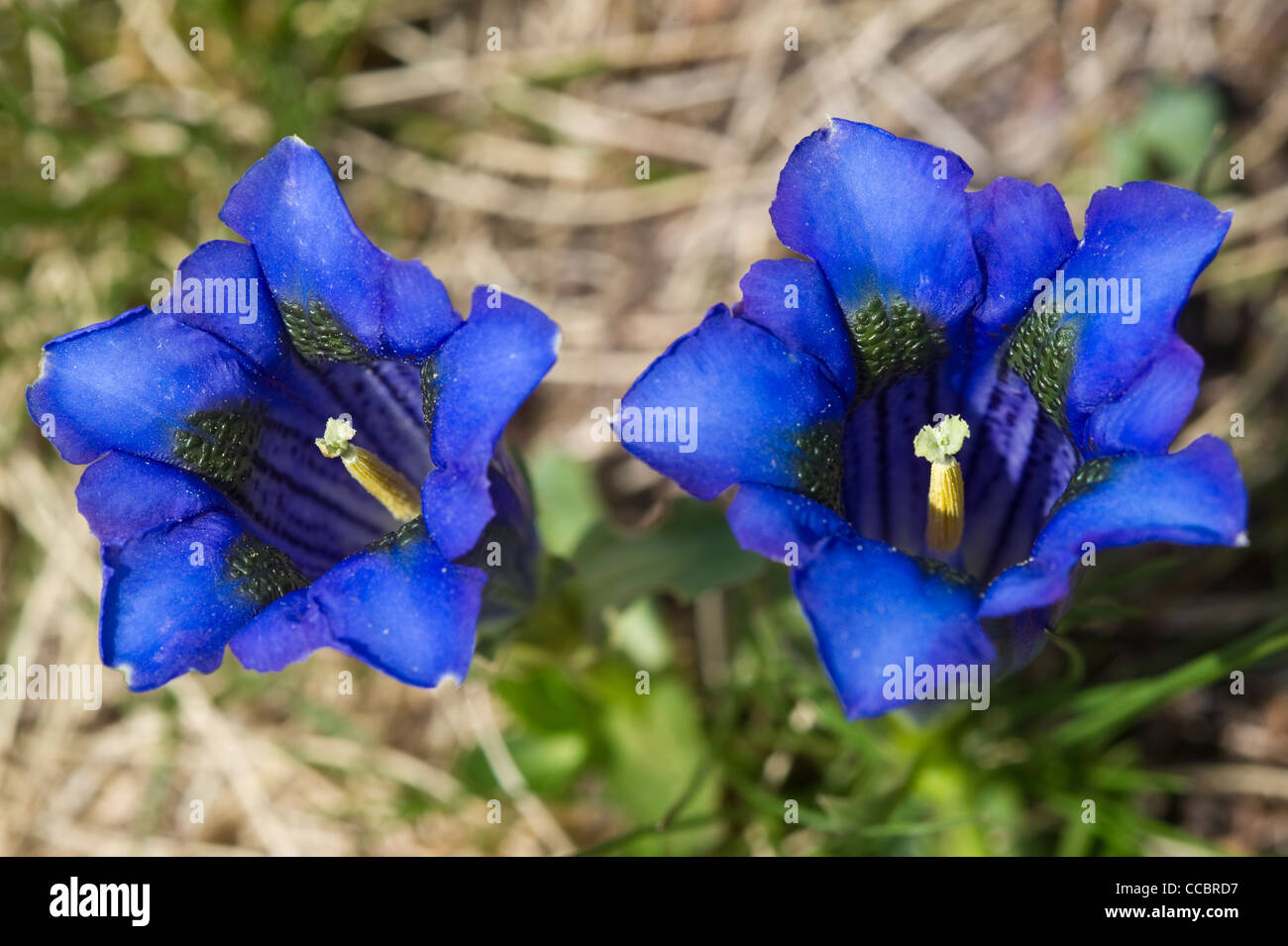 Gentiana kochiana o acaulis fiori, Roncobello, Italia Foto Stock