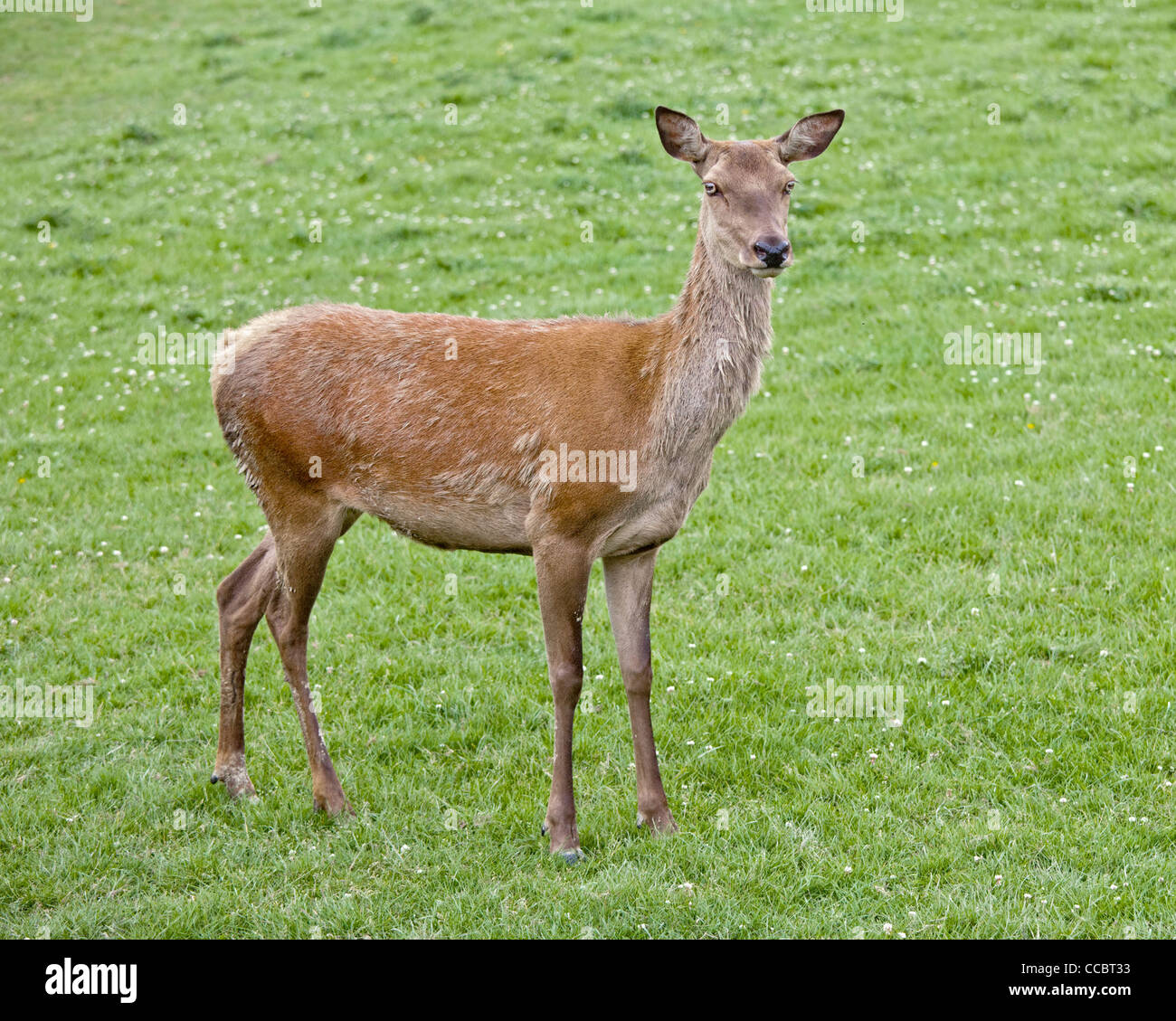 Cervo femmina del cervo (Cervus elaphus) moulting, REGNO UNITO Foto Stock
