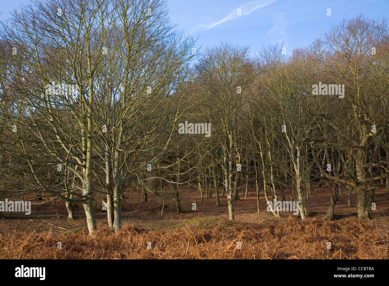 Sfrondato di alberi decidui in inverno, Hollesley comune, Suffolk Foto Stock