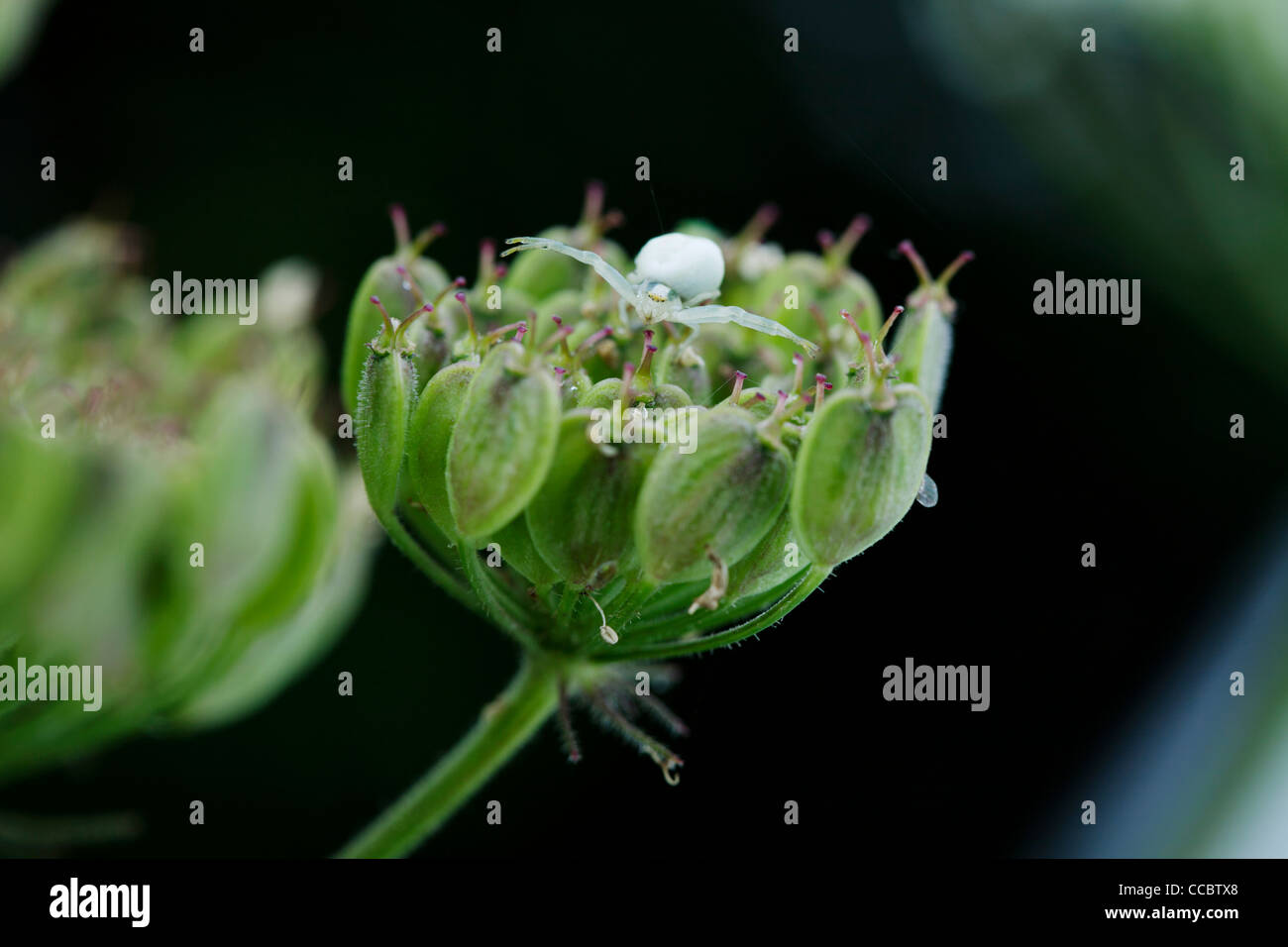 Minuscola spider sulla testa di fiori Foto Stock