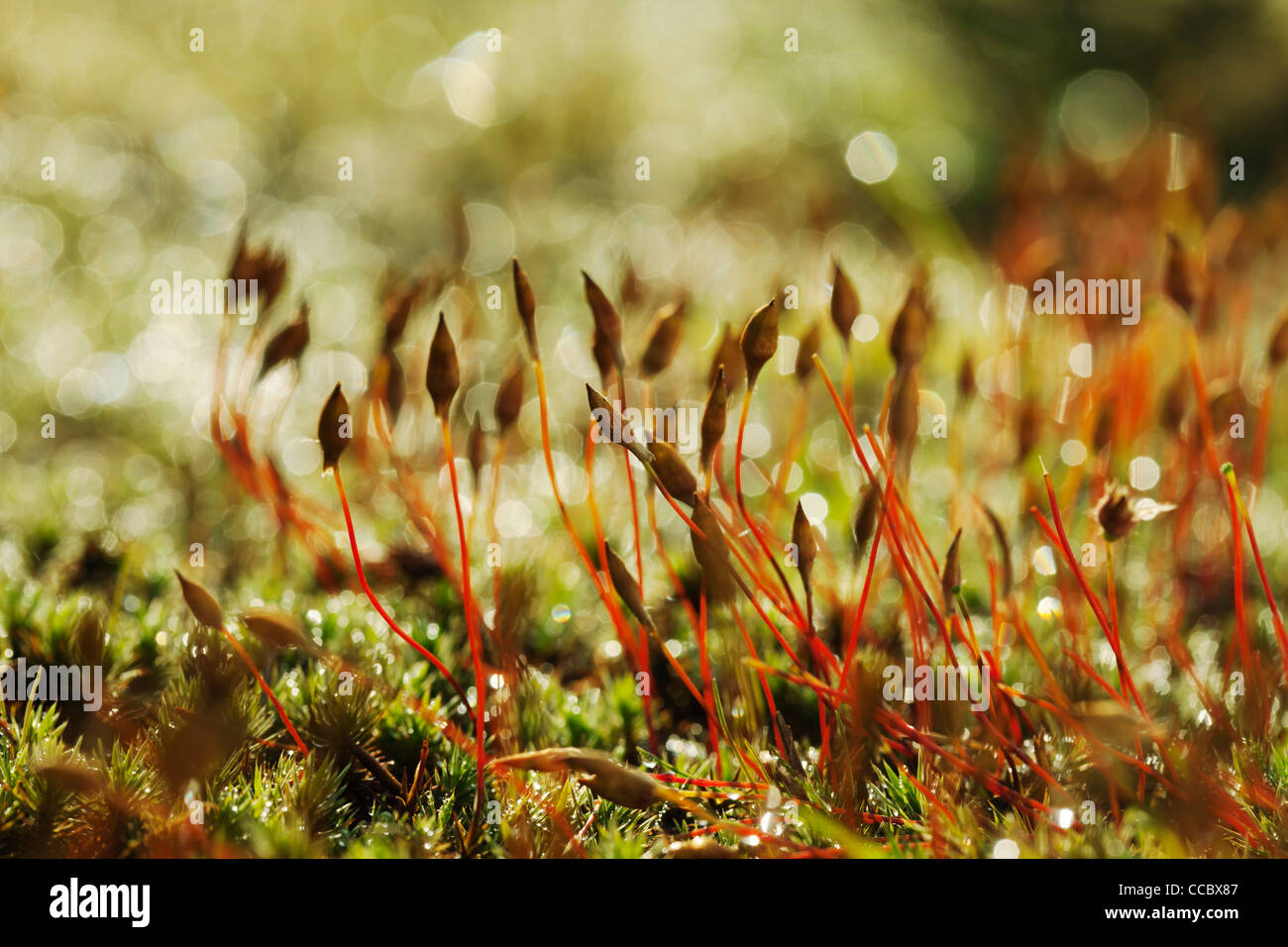 Moss crescente, close-up Foto Stock