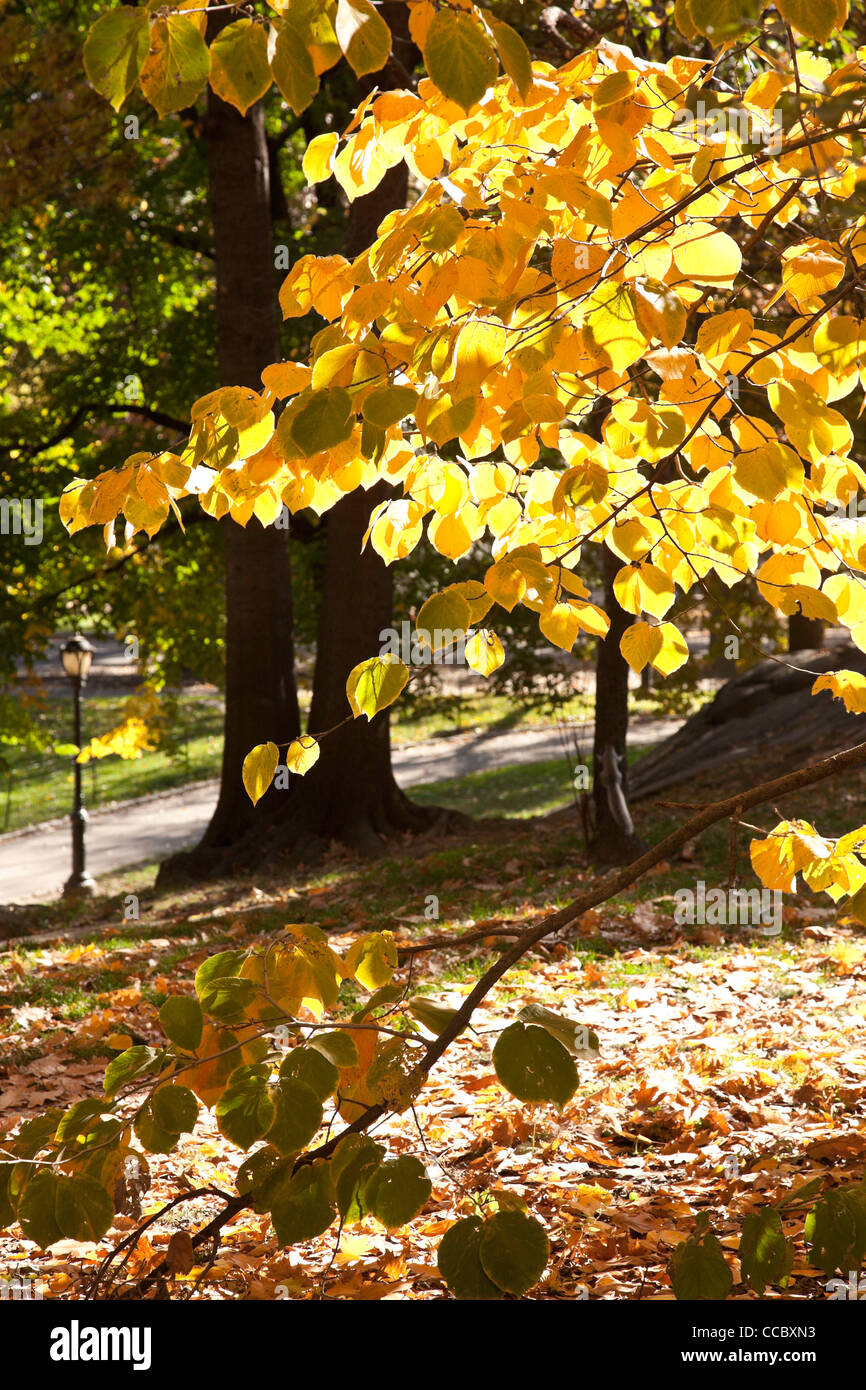 Central Park, NYC Foto Stock