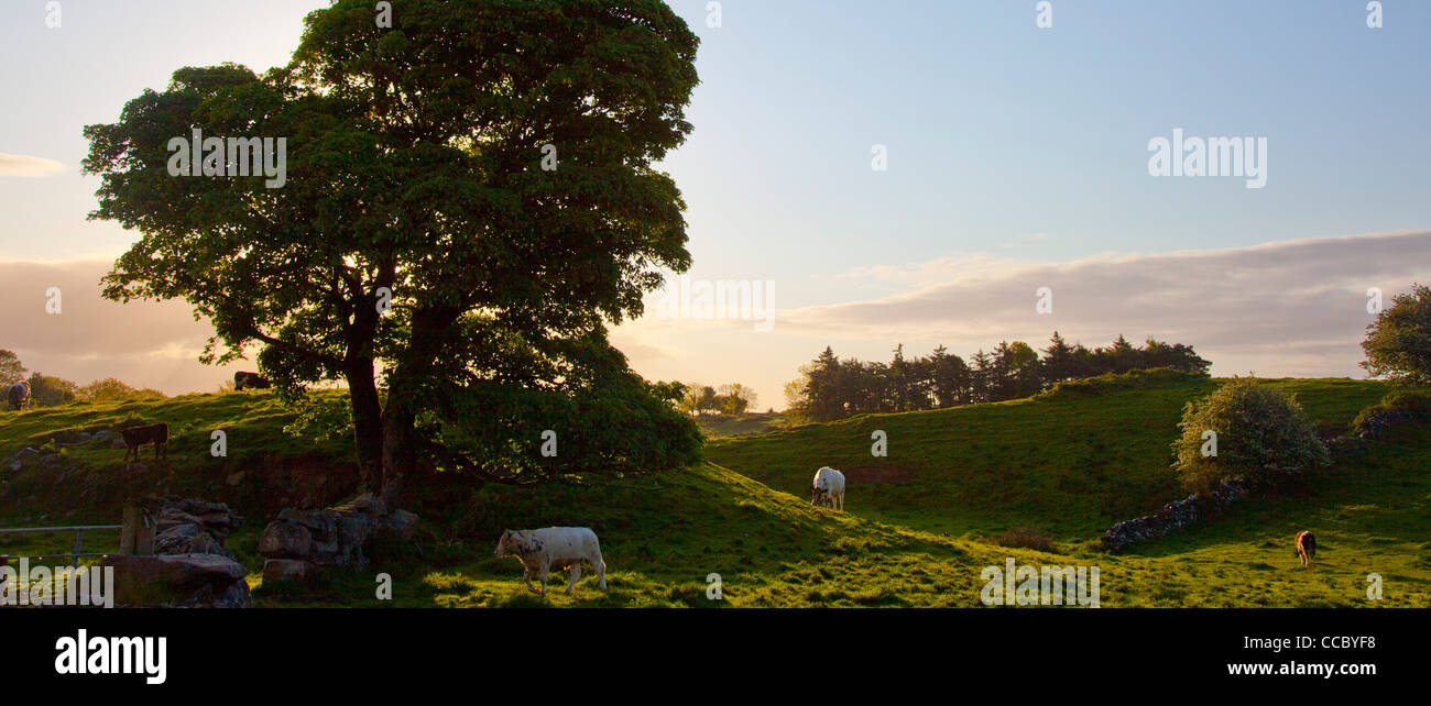 Di sera il pascolo di bestiame in un campo della contea di Mayo, Irlanda. Foto Stock